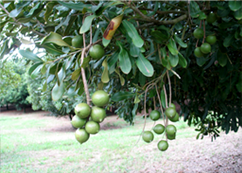 네오팜 뉴질랜드 나무열매