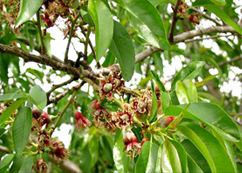 대성아메리카 농장나무